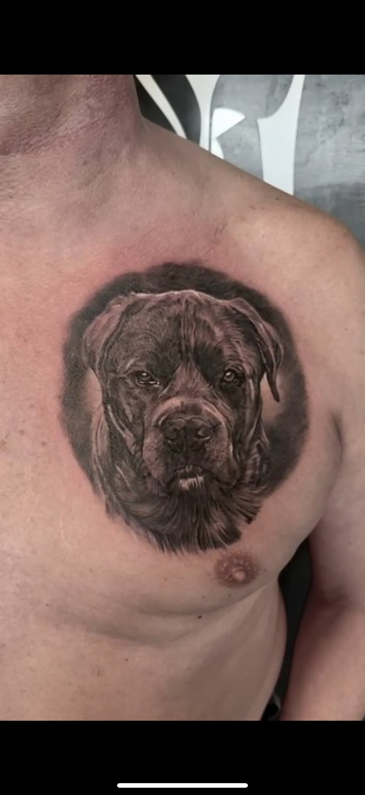 Portrait: Hund
