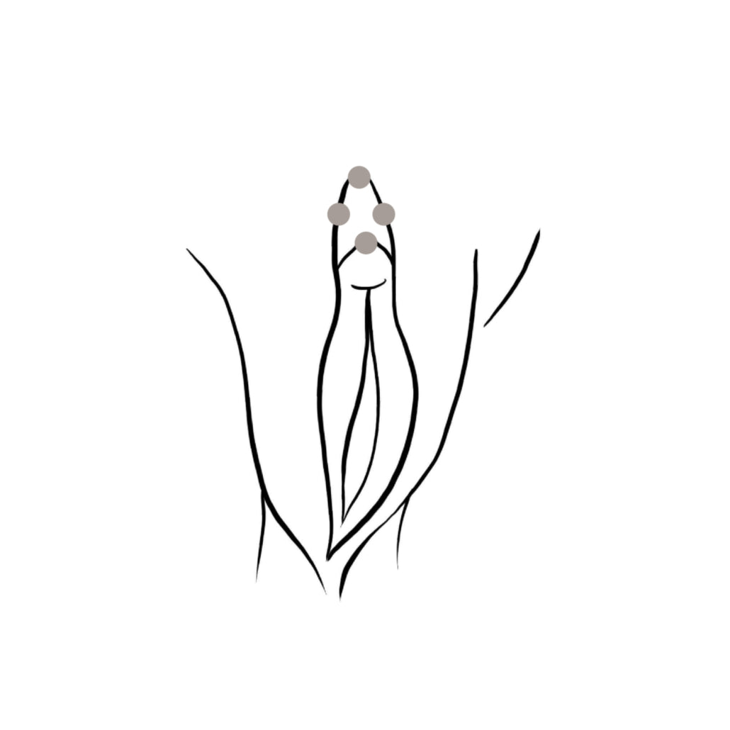 Klitoris Vorhaut Piercing vertikal