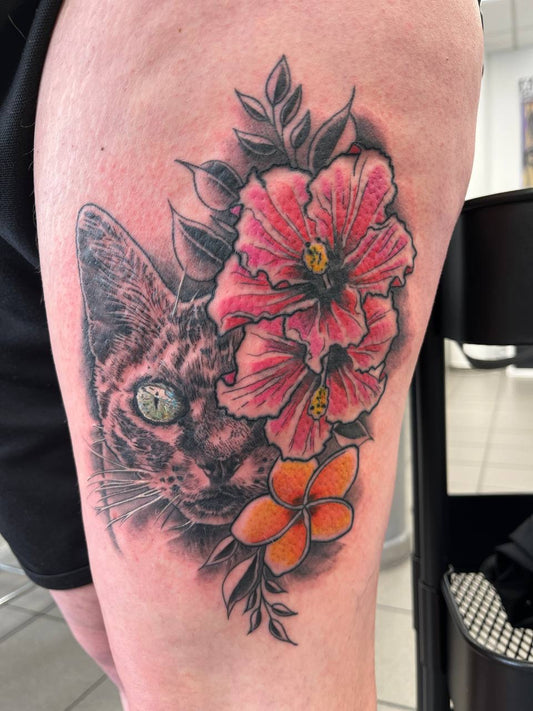 Tierportrait: Katze