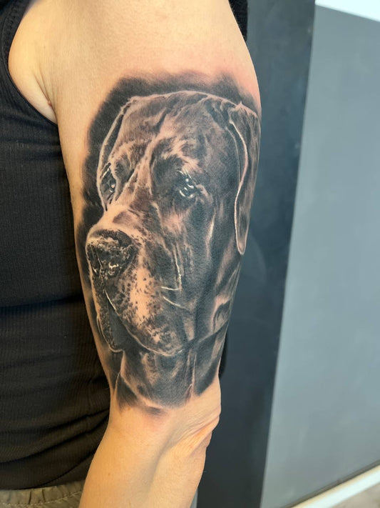 Tierportrait: Hund
